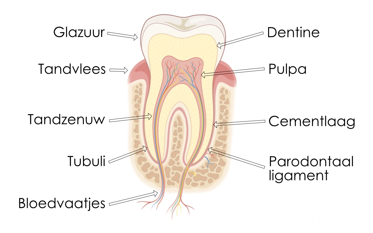 De anatomie van een tand of kies